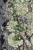 Association of foliose corticolous lichens on the bark of a tree, Common greenshield lichen (Flavoparmelia caperata) and Hammered shield lichen (Parmelia sulcata) on a tree, the mosses are in fact liverworts, Savoie, France