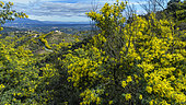 Mimosas in bloom in the Esterel massif, in the background, the town of Grasse, Alpes Maritimes, France