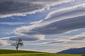 Dead tree and lenticular clouds at dusk. Haute Savoie, France