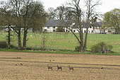 Roe deer (Capreolus capreolus) walking in a crop, england