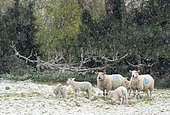 Sheep ( Ovis aries) walking in a meadow while snowing, England
