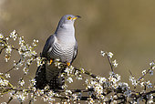 Cuckoo (Cuculus canorus) perched on a blackthorn, England