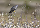 Cuckoo (Cuculus canorus) perched on a blackthorn, England