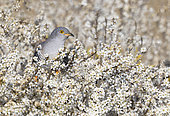 Cuckoo (Cuculus canorus) perched amongst flowers of Blackthorn, England