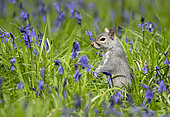 Grey squirrel (Sciurus carolinensis) amongst bluebell, England