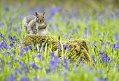 Grey squirrel (Sciurus carolinensis) amongst bluebell