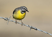Grey wagtail (Motacilla cinerea) perched on a a barbed wire