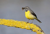 Grey wagtail (Motacilla cinerea) perched on a yelow branch