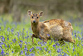 Muntjack deer (Muntiacus reevesi) walking amongst bluebell, England