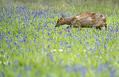 Muntjack deer (Muntiacus reevesi) walking amongst bluebell, England