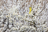 Yellowhammer (Emberiza citrinella) perched amongst flower, England
