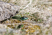 European green lizard (Lacerta bilineata), Bollenberg, Alsace, France