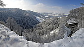 Lynx tracks in the snow in winter, landscape of the Maîche slope, Doubs, Jura, France