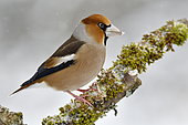 Hawfinch (Coccothraustes coccothraustes) on a branch in winter, France