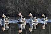Greylag geese (Anser anser) on the Marconnet pond, Doubs, France