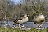 Egyptian Goose family (Alopochen aegyptiaca) at the edge of the Marconnet pond, Doubs, France