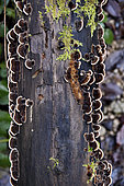 Fungi on decaying dead wood, France