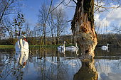 Mute swan (Cygnus olor) and willow gnawed by a European beaver (Castor fiber), Allan natural area, Brognard, Doubs, France