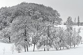 Snow-covered trees in winter, France