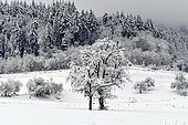 Snow-covered trees in winter, France