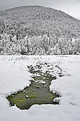 Freshwater wetland under snow in winter, France
