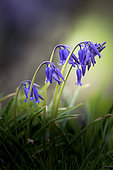 Bluebells (Hyacinthoides non scripta) in flower in spring, Pas de Calais, France