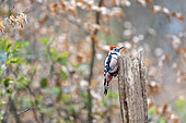 Middle Spotted Woodpecker (Dendrocopos medius) on a dead tree trunk in spring, Moselle, France