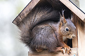Red squirrel (Sciurus vulgaris) at a feeder in spring, Moselle, France