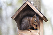 Red squirrel (Sciurus vulgaris) at a feeder in spring, Moselle, France