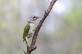 Grey-headed woodpecker (Picus canus) male on a branch in spring, Moselle, France