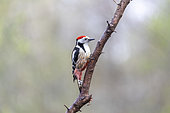Middle Spotted Woodpecker (Dendrocopos medius) on a branch in spring, Moselle, France