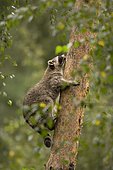 Raccoon (Procyon lotor) climbing up a tree, captive, Germany, Europe