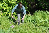 Grinding green manure with shears, green manure in permaculture, France