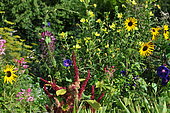 Annual plant composition in permaculture, France