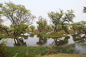 Large pond in the centre of Keoladeo NP with wooded islets reflected in the water supporting nesting birds, North West India