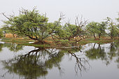 Large pond in the centre of Keoladeo NP with wooded islets reflected in the water supporting nesting birds, North West India