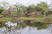 Large pond in the centre of Keoladeo NP with wooded islets reflected in the water supporting nesting birds, North West India