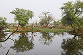 Large pond in the centre of Keoladeo NP with wooded islets reflected in the water supporting nesting birds, North West India
