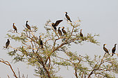 Great Cormorant (Phalacrocorax carbo) perching in the marshes of Keoladeo NP, North West India
