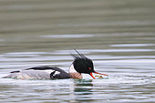 Red-breasted Merganser (Mergus serrator) adult male wintering at the seaside catching a crab, Finistère, France