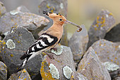 Hoopoe (Upupa epops) adult on a rock with a caterpillar feeding its young in a scree, South France