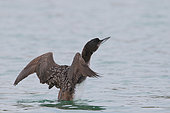 Great northern diver (Gavia immer) wintering juvenile on the seashore snorting, Finistère, France