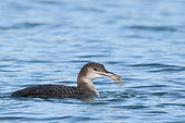 Great northern diver (Gavia immer) wintering juvenile at the seaside eating a crab on the water, Finistère, France