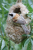 Rémiz penduline (Remiz pendulinus) femelle accroché à son nid suspendu, delta du Danube, Roumanie