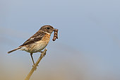 European stonechat (Saxicola torquata rubicola) adult female perched with a caterpillar in its beak, Finistère, France