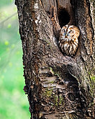 Brown owl (Strix aluco) in a tree hollow, Slovakia