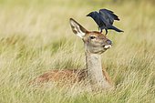 Red deer and jackdaw, Cervus elaphus, Corvus monedula, Richmond Park, London, England, Great Britain