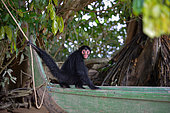 Black spider monkey (Ateles paniscus) on a dugout canoe, holding a rope with its tail in French Guyana
