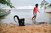 Young black spider monkey (Ateles paniscus) at the water's edge on a beach with a girl in French Guiana