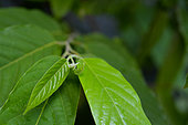 Ylang Ylang (Cananga odorata) new leaves, French Guyana